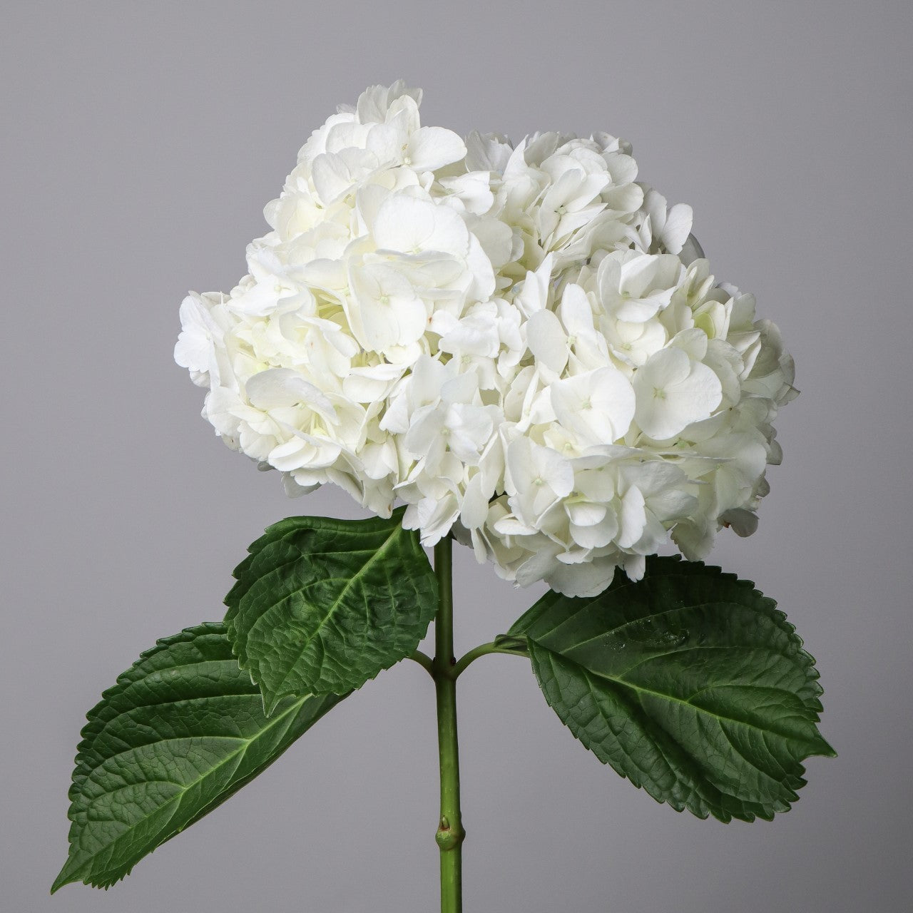 Bigleaf Hydrangea White (Hydrangea macrophylla)
