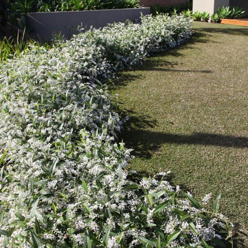 Hardenbergia 'White Out' (Hardenbergia violacea) - Ladybird Nursery