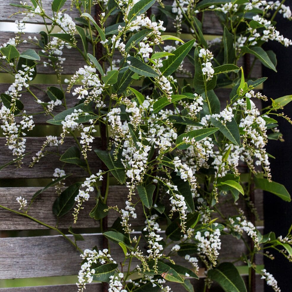 Hardenbergia 'White Out' (Hardenbergia violacea) - Ladybird Nursery