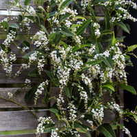 Hardenbergia 'White Out' (Hardenbergia violacea) - Ladybird Nursery