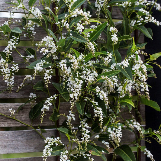 Hardenbergia 'White Out' (Hardenbergia violacea) - Ladybird Nursery