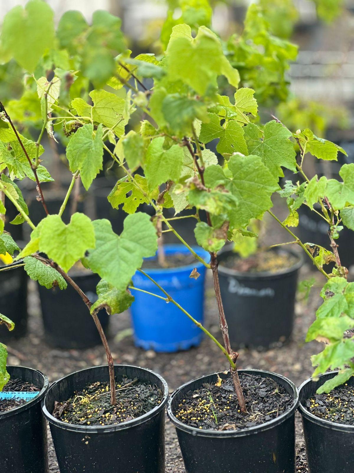 Grape 'White Table Grape' (QLD ONLY) - Large - Ladybird Nursery