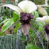 White Bat Plant (Tacca integrifolia) - Ladybird Nursery