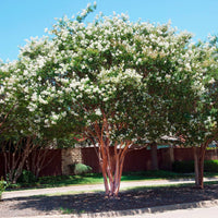 Crepe Myrtle Bush Form x fauriei Natchez White (Lagerstroemia indica) - Ladybird Nursery