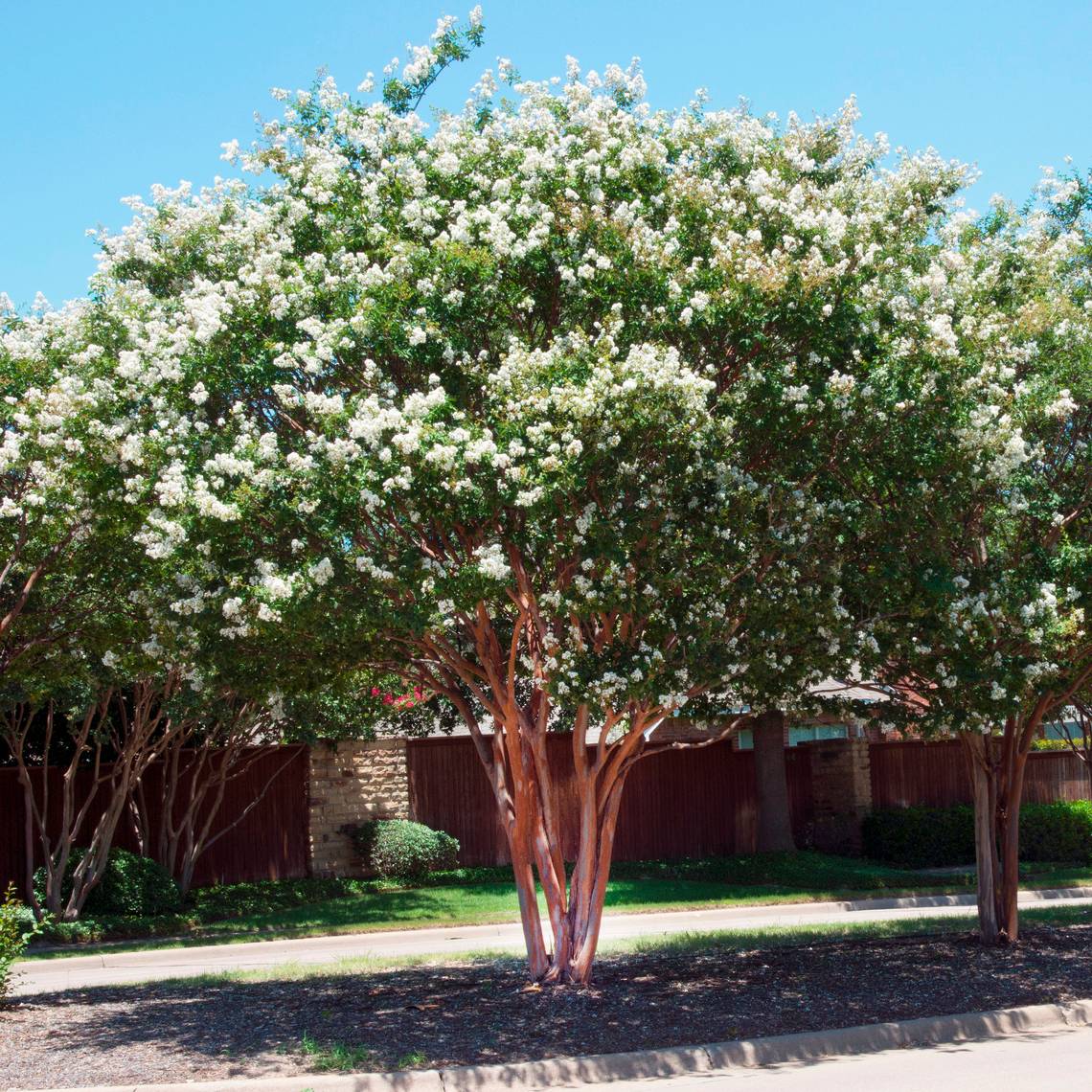 Crepe Myrtle Bush Form x fauriei Natchez White (Lagerstroemia indica) - Ladybird Nursery