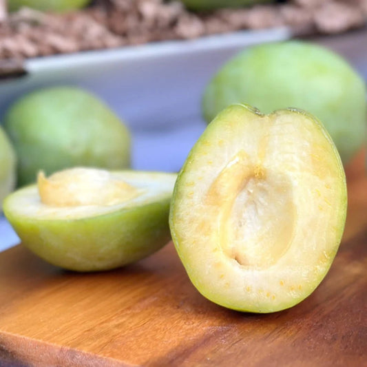 White Sapote - Large - Ladybird Nursery