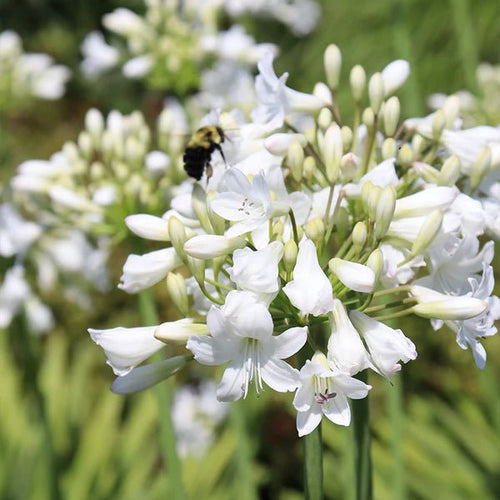 Agapanthus spp. White - Ladybird Nursery