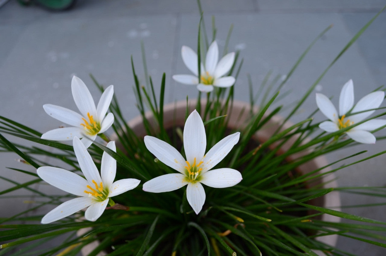 Rain Lily (Zephyranthes candida)