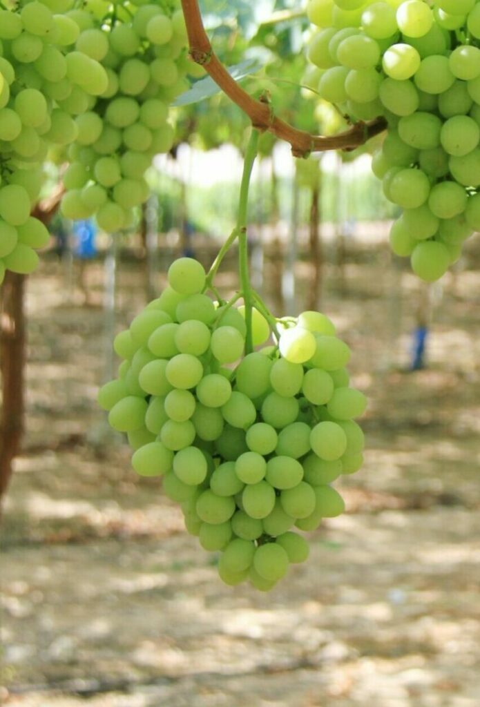 Grape 'White Table Grape' (QLD ONLY) - Large - Ladybird Nursery