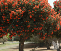 Red Flowering Gum Wildfire Grafted (Corymbia ficifolia)