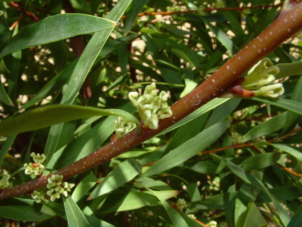 Willow - leaved Hakea (Hakea salicifolia) - Ladybird Nursery