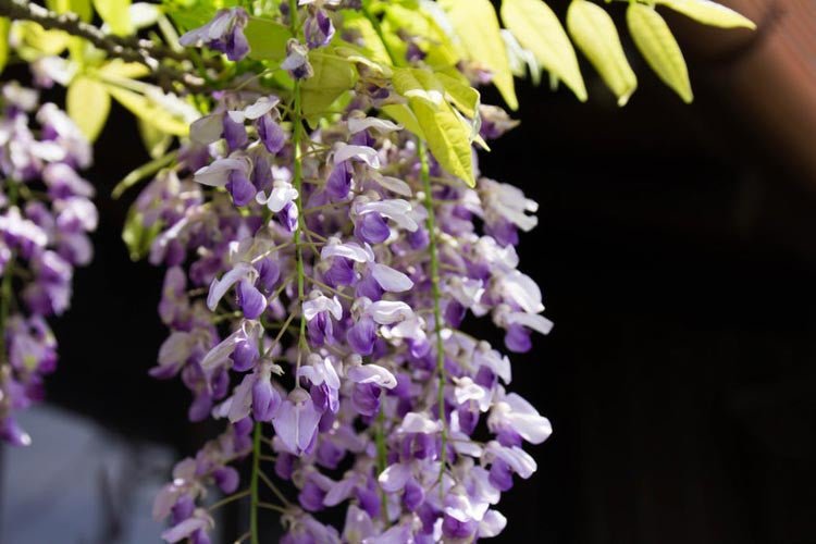 Silky Wisteria Murasaki - kapitan (Wisteria brachybotrys) - Ladybird Nursery