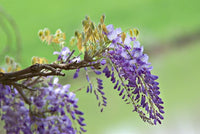 Silky Wisteria Okayama (Wisteria brachybotrys)