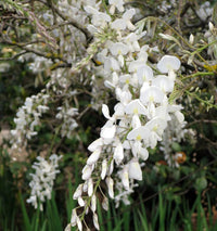 Weeping Paperbark Broad Leaf (Melaleuca leucadendra)