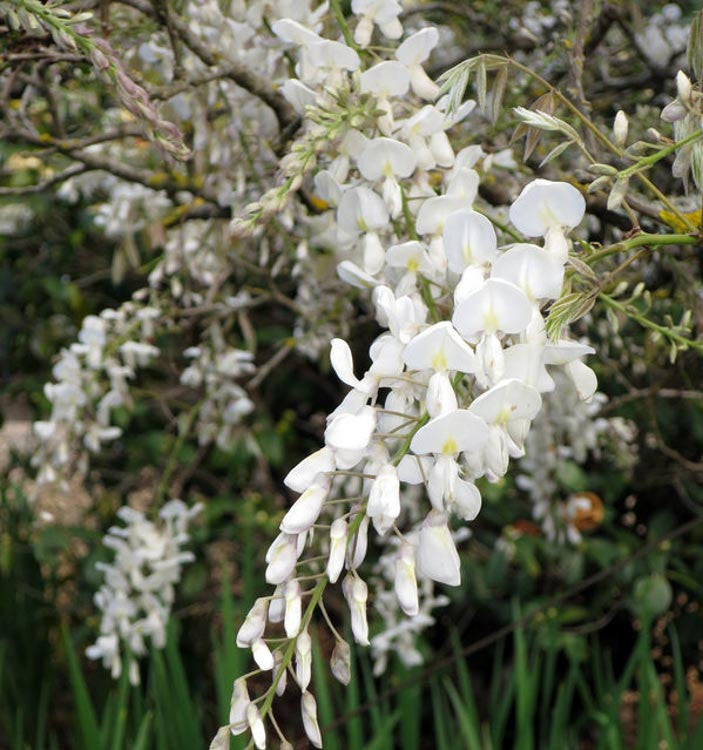 White Silky Wisteria Shiro-kapitan (Wisteria brachybotrys)