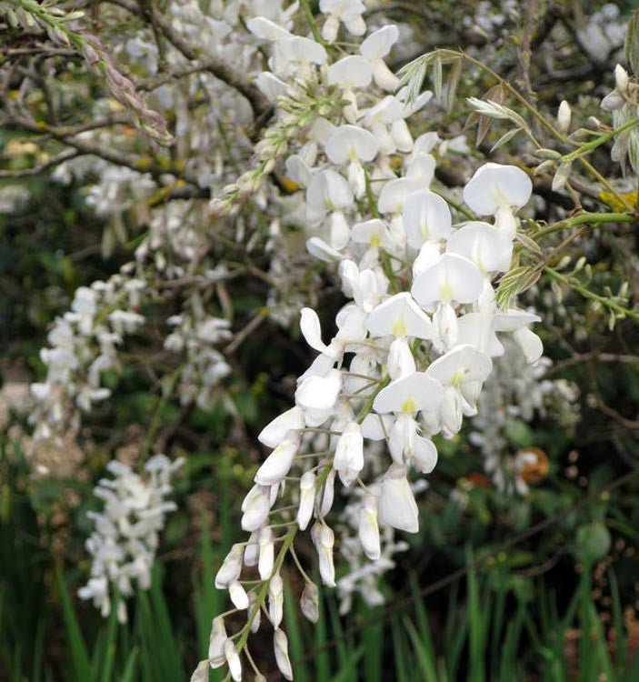 White Silky Wisteria Shiro - kapitan (Wisteria brachybotrys) - Ladybird Nursery