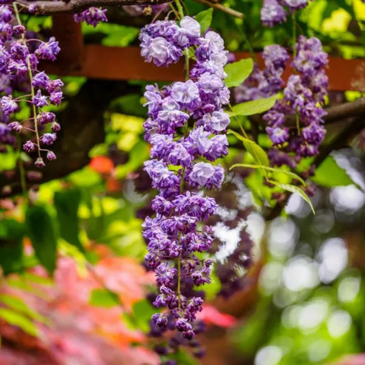 Japanese Wisteria Violacea Plena (Wisteria floribunda)