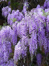 Silky Wisteria Okayama (Wisteria brachybotrys) - Ladybird Nursery