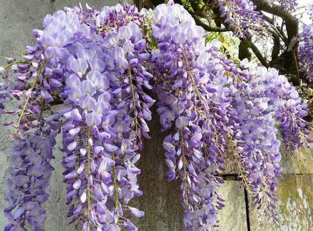 Wisteria Flowering Vine 180mm - Ladybird Nursery