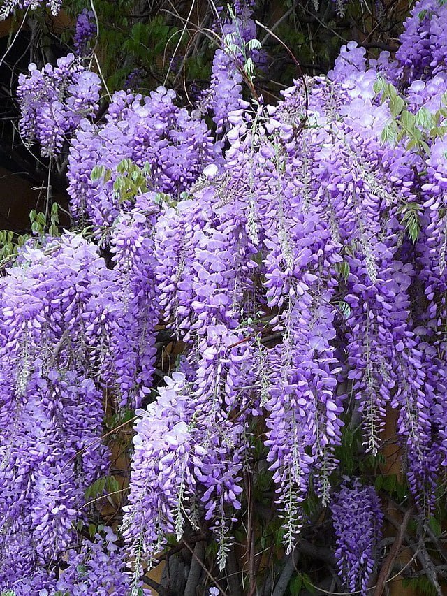 Wisteria Flowering Vine 140mm