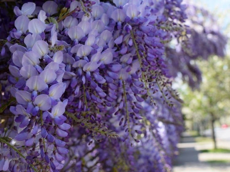 Wisteria Flowering Vine 140mm