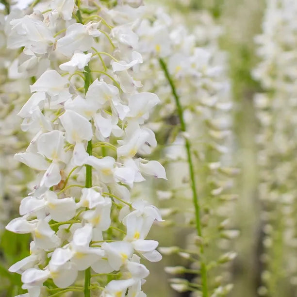 White Silky Wisteria Shiro-kapitan (Wisteria brachybotrys)