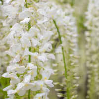 White Silky Wisteria Shiro-kapitan (Wisteria brachybotrys)