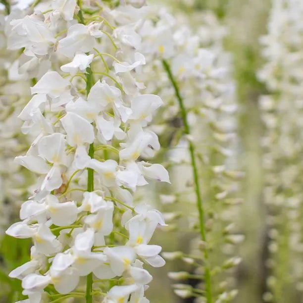 White Silky Wisteria Shiro - kapitan (Wisteria brachybotrys) - Ladybird Nursery
