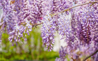 Chinese Wisteria Rosea (Wisteria sinensis) - Ladybird Nursery