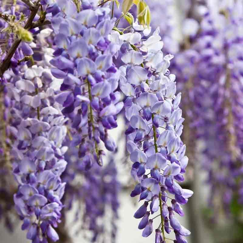 Wisteria assorted (Wisteria spp.)