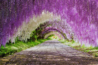Wisteria Flowering Vine 140mm - Ladybird Nursery