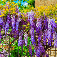 Wisteria Flowering Vine 140mm - Ladybird Nursery