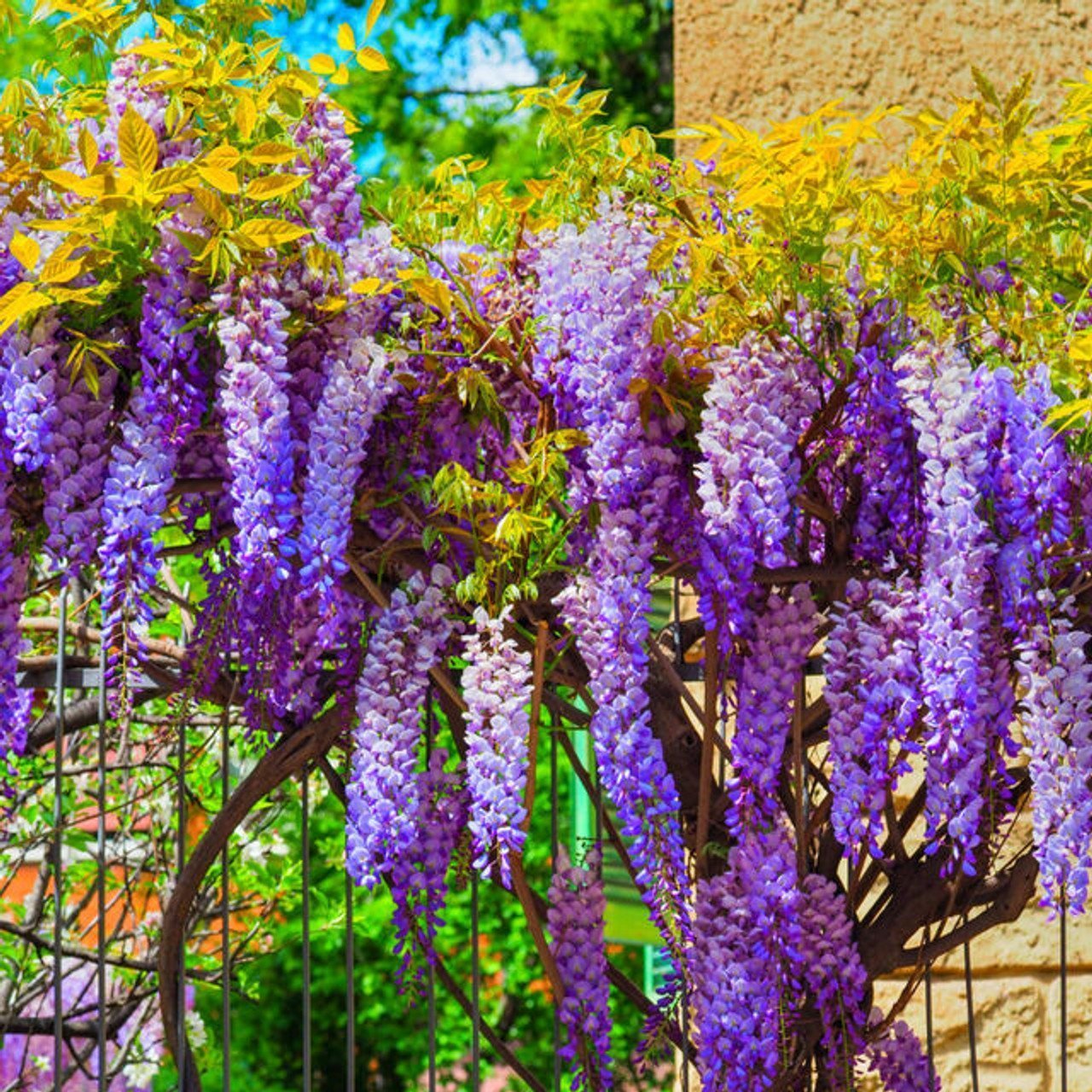 Wisteria Flowering Vine 140mm - Ladybird Nursery