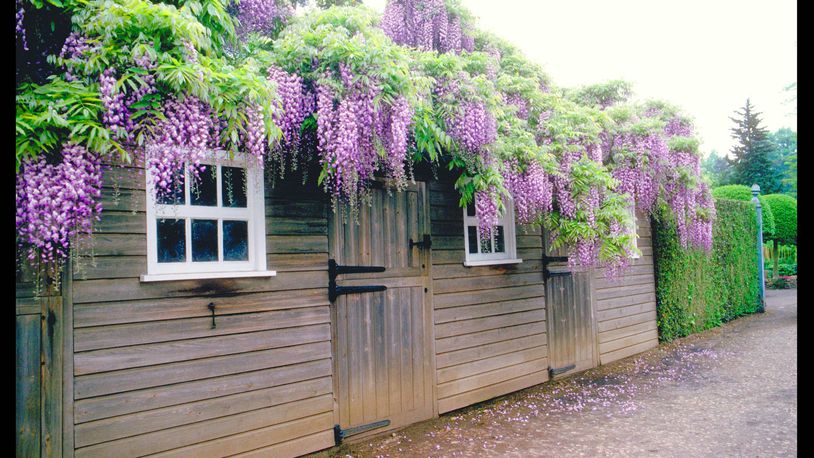 Wisteria Flowering Vine 140mm