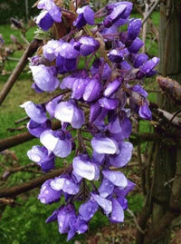 Silky Wisteria Okayama (Wisteria brachybotrys)