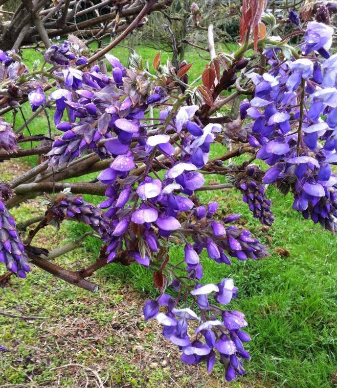 Silky Wisteria Okayama (Wisteria brachybotrys) - Ladybird Nursery