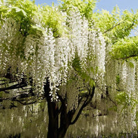 White Silky Wisteria Shiro - kapitan (Wisteria brachybotrys) - Ladybird Nursery