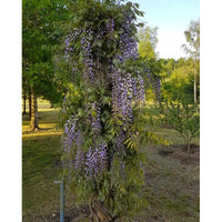 Japanese Wisteria Lavender Lace (Wisteria) - Ladybird Nursery