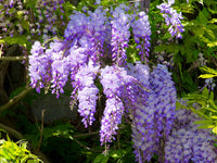 Chinese Wisteria Amethyst Purple (Wisteria sinensis)