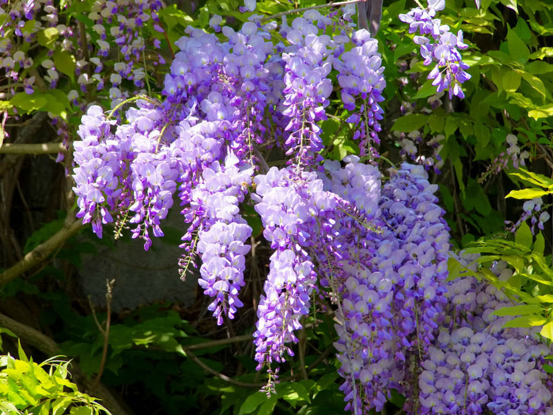 Chinese Wisteria (Wisteria sinensis)