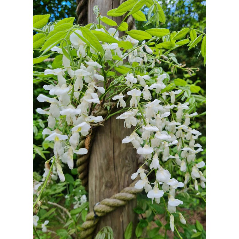 Chinese Wisteria Alba / Jako (Wisteria sinensis)