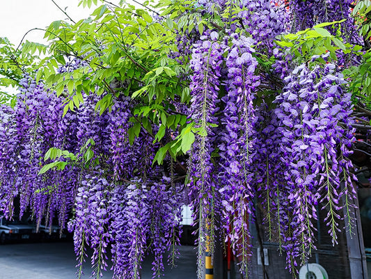Chinese Wisteria Blue Pacific (Wisteria sinensis)