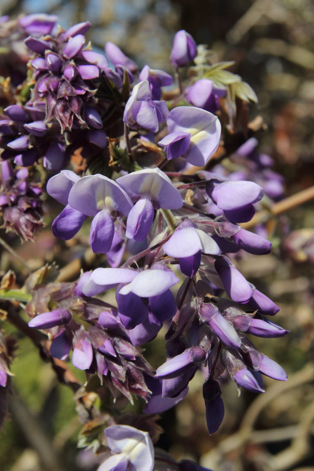 Silky Wisteria Murasaki - kapitan (Wisteria brachybotrys) - Ladybird Nursery