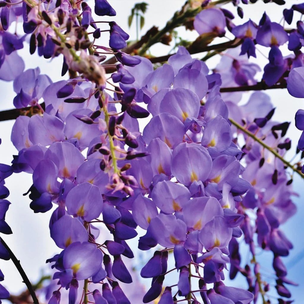 Japanese Wisteria Violacea Plena (Wisteria floribunda) - Ladybird Nursery