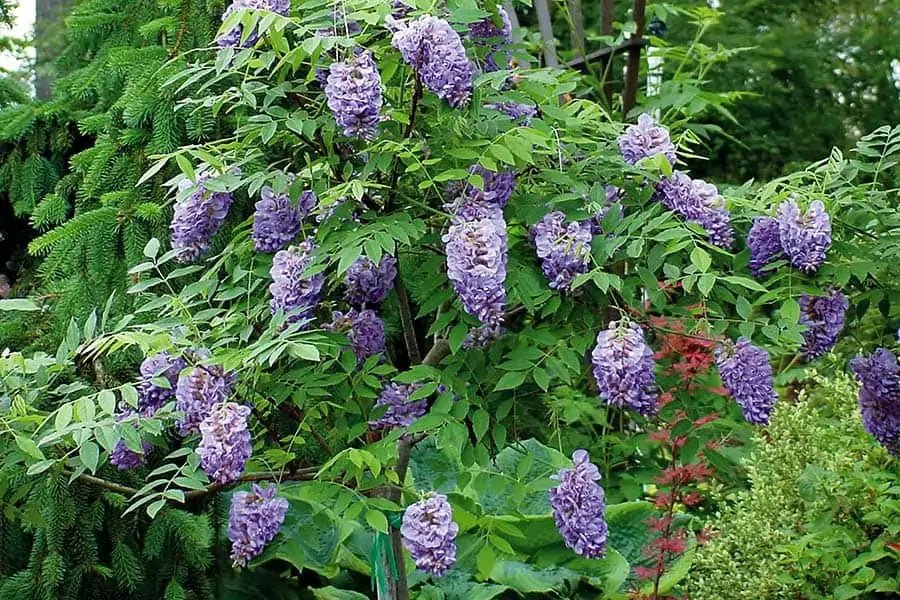 Wisteria Amethyst Falls (Wisteria frutescens) - Ladybird Nursery