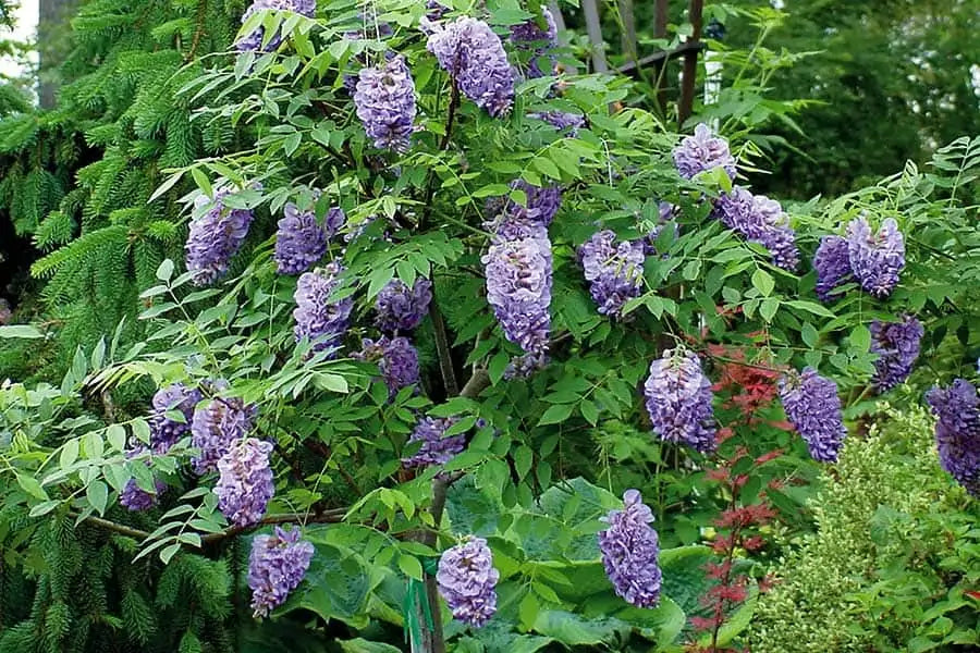Wisteria Amethyst Falls (Wisteria frutescens)