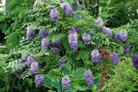 Wisteria Amethyst Falls (Wisteria frutescens)
