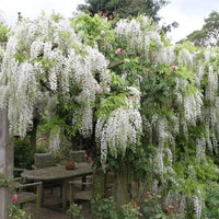 Wisteria ‘Shiro Noda’ (Wisteria floribunda) - Large