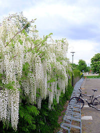 Wisteria ‘Shiro Noda’ (Wisteria floribunda) - Large
