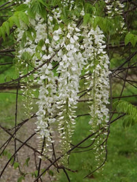 Wisteria ‘Shiro Noda’ (Wisteria floribunda) - Large